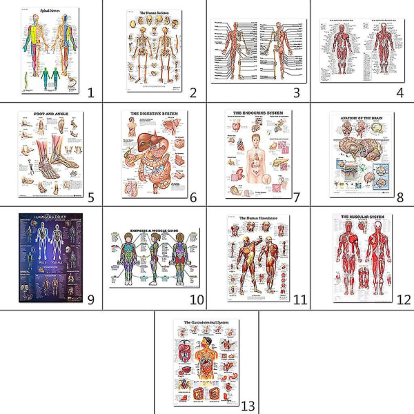 Lihasten ja luuston anatominen juliste - Ihmisen luuston ja lihasten anatomia - yksipuolinen 19" x 27" (9)