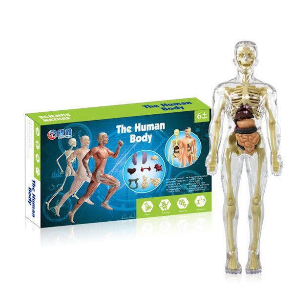 3D-modell av människokroppens torso för barn Anatomimodell Skelett DIY-leksak Pedagogisk