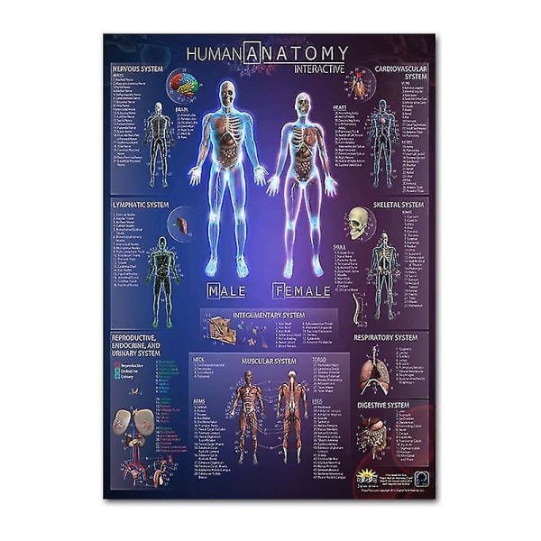 Anatomisk plakat for muskel- og skjelettsystemet – menneskelige skjelett- og muskelanatomi – enkeltsidig 19" X 27" (9）