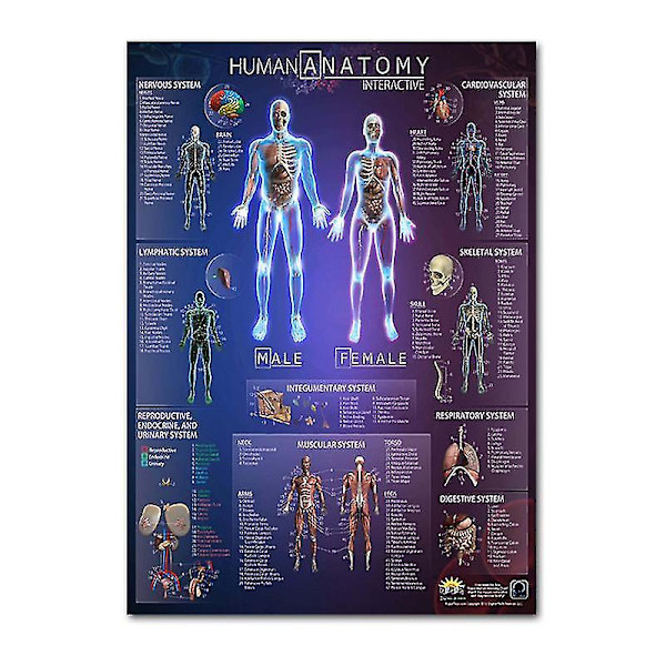 Lihas- ja luuston anatomiajuliste - Ihmisen luuranko ja lihasten anatomia - Yksipuolinen 19\" X 27\"（9）