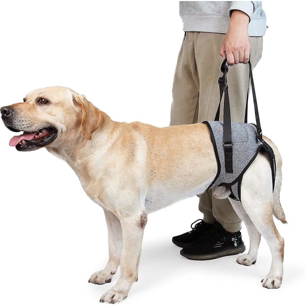 Hundsele för stora hundar Bakbensstöd för att hjälpa till att rehabilitera bakbenen hos äldre hundar med svaga bakbensfunktionshinder（S）