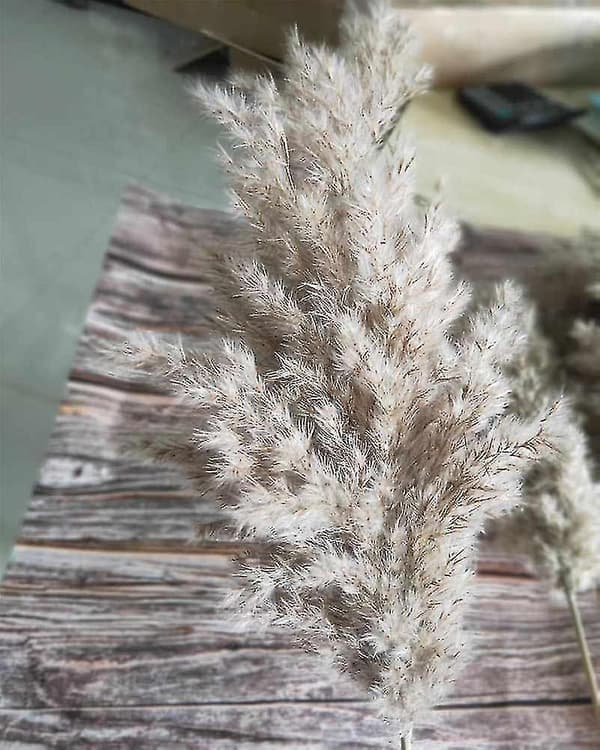 Pampasgräs, Boho heminredning, Naturlig torkad växt
