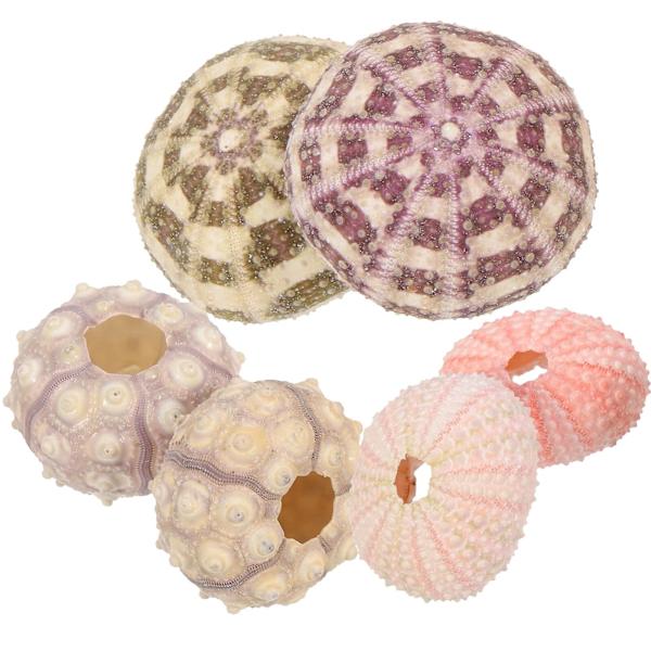 6-delt søpindsvin luft blomsterpotte kreativ søpindsvin blomsterpotte DIY håndværk forsyning (farve og størrelse tilfældig) (5X5X3.5CM, farve tilfældig)