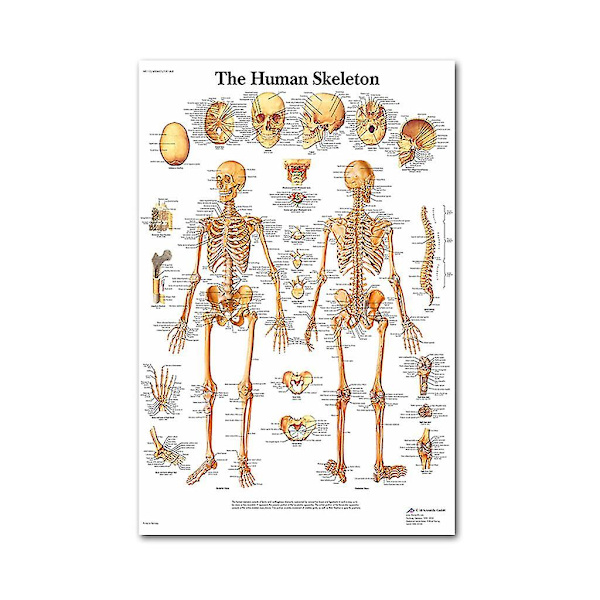 Lihas- ja luuston anatomiajuliste - Ihmisen luuranko ja lihasten anatomia - Yksipuolinen 19\" X 27\"（9）