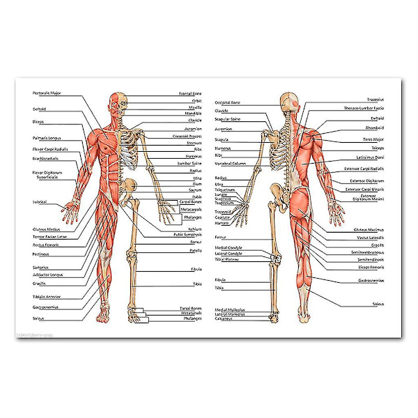 Lihas- ja luuston anatomiajuliste - Ihmisen luuranko ja lihasten anatomia - Yksipuolinen 19\" X 27\"（9）