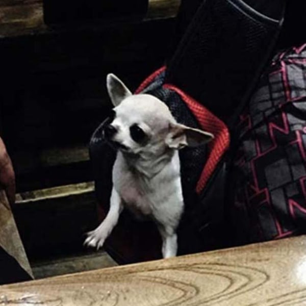 Bæresele til kæledyr, åndbar mesh rejse kæledyr håndfri slyngetaske justerbar polstret rem forreste pung enkelt skuldertaske til hunde katte