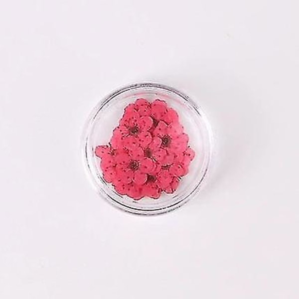 Ros Röda Färgglada Naturliga Torkade Blommor För Nagelkonst Dekorationer