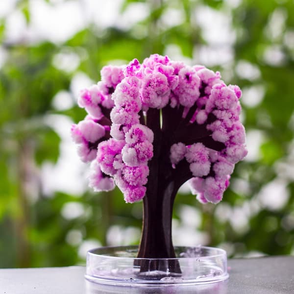 Thumbs Up Bonsai Magisk Sakura