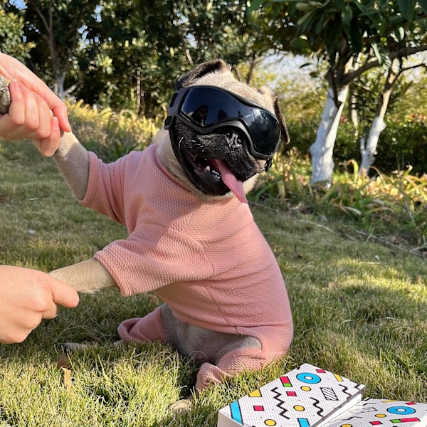 Hundsolglasögon Små Raser, Snösäkra Bekväma Anti-imskydd Husdjursglasögon Skydd med Justerbar Rem för Chihuahua Malteser