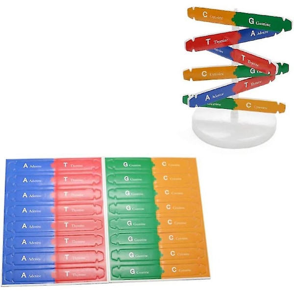Menneskelige Gener DNA Modell Dobbel Helix Modell Vitenskapelig Pedagogisk Leke Undervisningsinstrument Hjemmedekorasjon For Barn Student Lærer (1 stk, Farge)