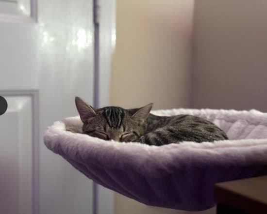 Cat Hammock for Desk - 1 Piece - 40cm Loop Diameter - Soft Fabric Cat Bed - Suitable for Office Desks and Indoor Cat Beds - White