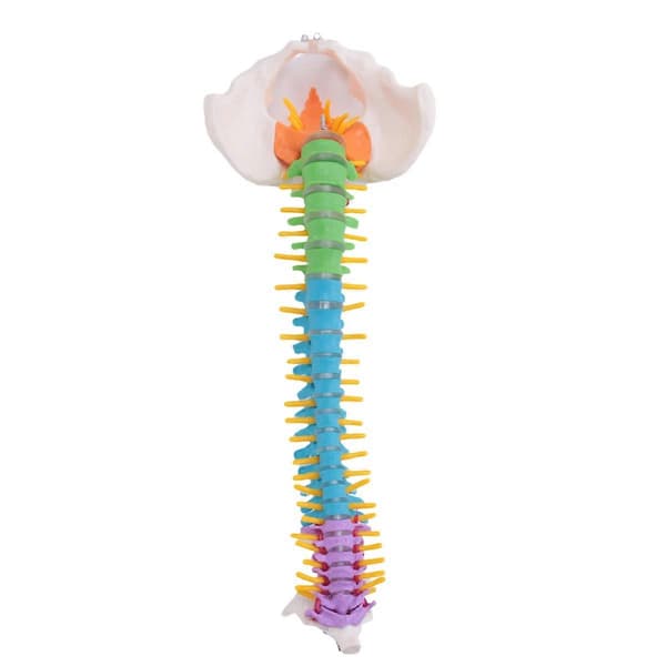 45 cm mänsklig anatomisk ryggradsmodell med bäcken, undervisningsmaterial för studenter