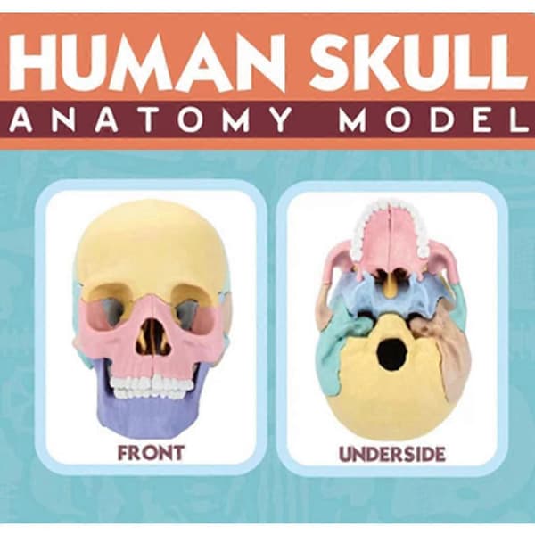 Anatomisk kraniummodel til studier af menneskelig kraniummodel, medicinsk kraniummodel