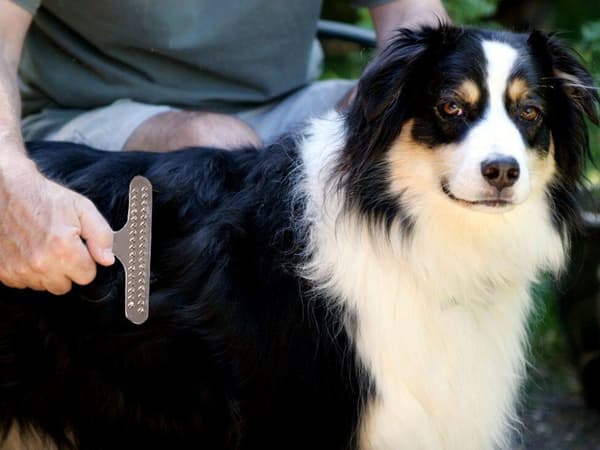 Dyrekam for hund og katt