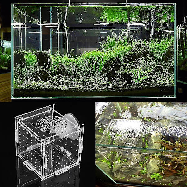 Fiskodlingslåda Akvarium Liten Inkubator Med Sugkopp För Nyfödda Räkor