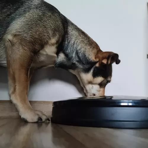 Foderautomat til hund - Automatisk foderautomat