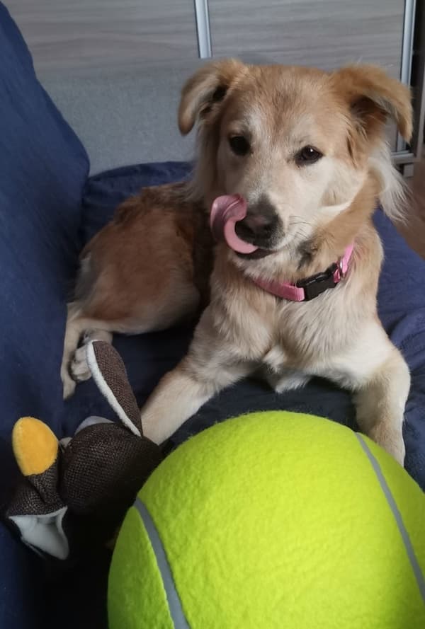Stor tennisbold til hund – 24 cm hundelegetøj