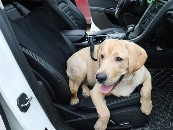 Bilbeskyttelse for hund - Vanntett setetrekk