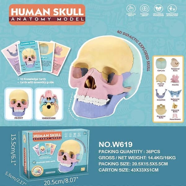 Anatomisk kraniummodel til studier af menneskelig kraniummodel, medicinsk kraniummodel