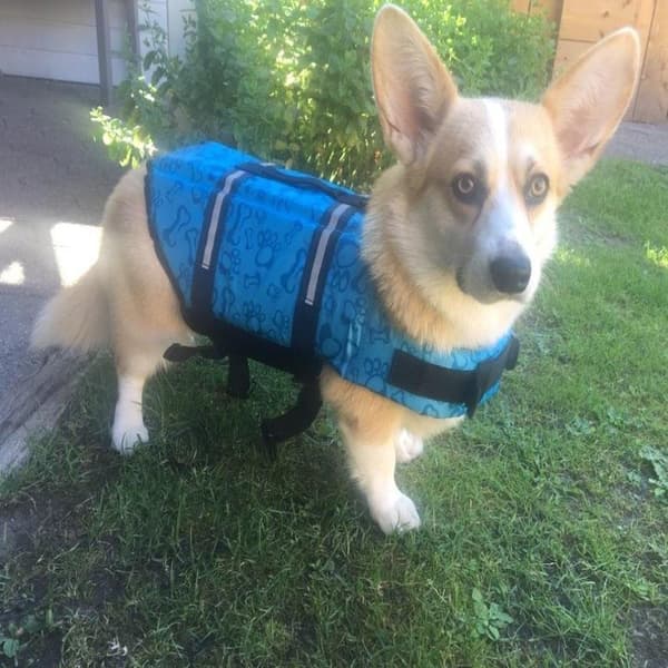 Dog Life Vest with Handle - Blue - Size XS