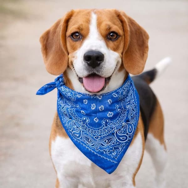 Tie-Dyed 100% Cotton Bandana – Paisley Pattern 53×53 cm, Blue