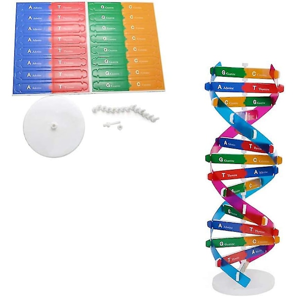 Mänskliga gener DNA-modell dubbelhelixmodell vetenskaplig pedagogisk leksak undervisningsinstrument heminredning för barn student lärare (1 st, färg)