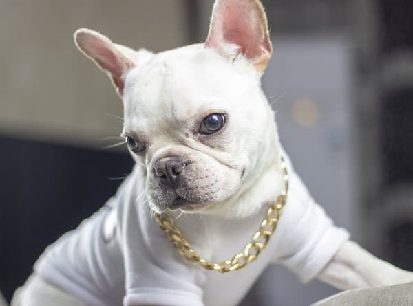 Dog Collar GOLD Gilded metal size M