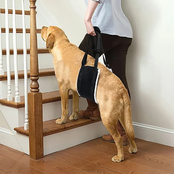 Adjustable dog harness, specially designed for disabled and elderly dogs, provides secure support for small dogs. Dimensions: 53 x 16 cm
