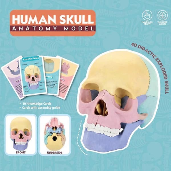 Anatomisk kraniummodel til studier af menneskelig kraniummodel, medicinsk kraniummodel