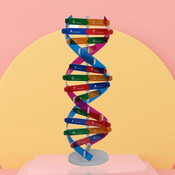 DNA-modell Dobbel Helix Struktur Læringsverktøy ABS Dobbel Helix DIY Menneskelige Gener for Biologisk Vitenskap