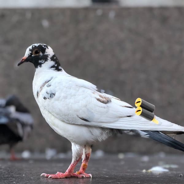 2 stk. Duefløjte Hale Fløjte Papegøje Fløjte