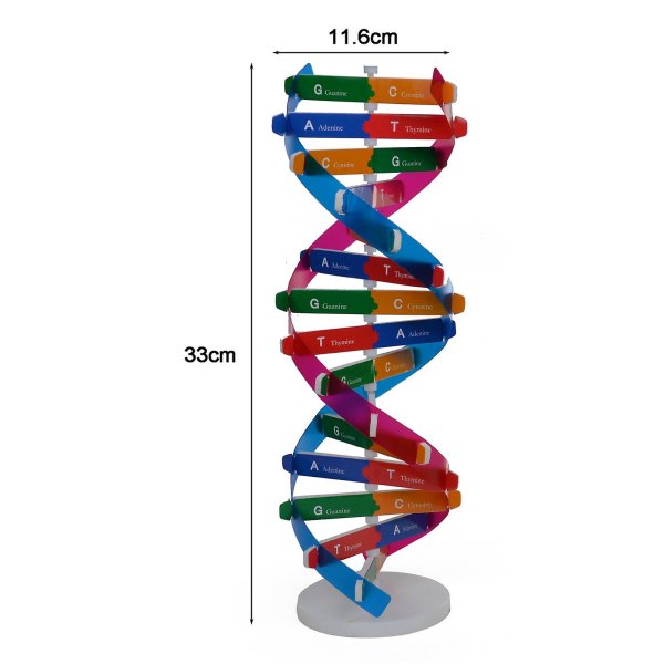 DNA-modell Dobbel Helix Struktur Læringsverktøy ABS Dobbel Helix DIY Menneskelige Gener for Biologisk Vitenskap