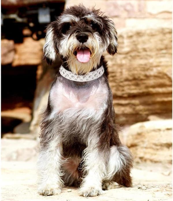 Modern White Studded Collar - Durable and Adjustable for Small Pets, Fits 2-4.5 kg
