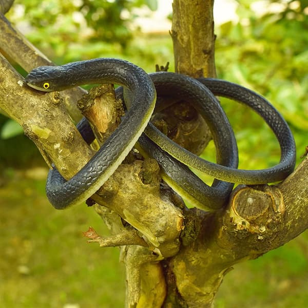 Realistic Rubber Snake, 130 cm Long Prank Fake Snake