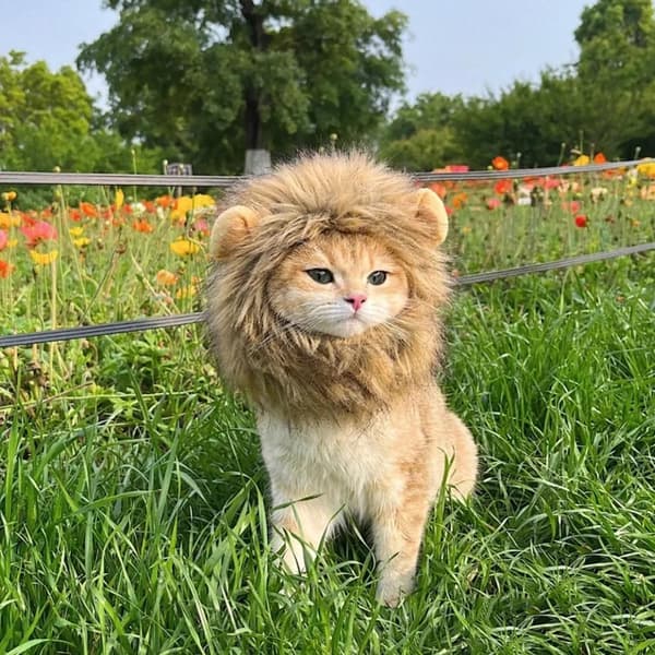 Lejonman kattmössa, kostym för katter, M, brun, 1 styck
