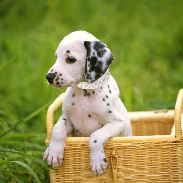 Modern White Studded Collar - Durable and Adjustable for Small Pets, Fits 2-4.5 kg