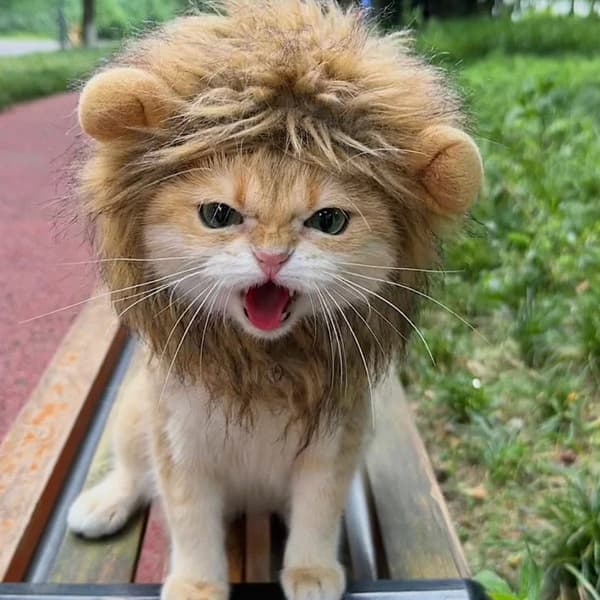 Lejonman kattmössa, kostym för katter, M, brun, 1 styck