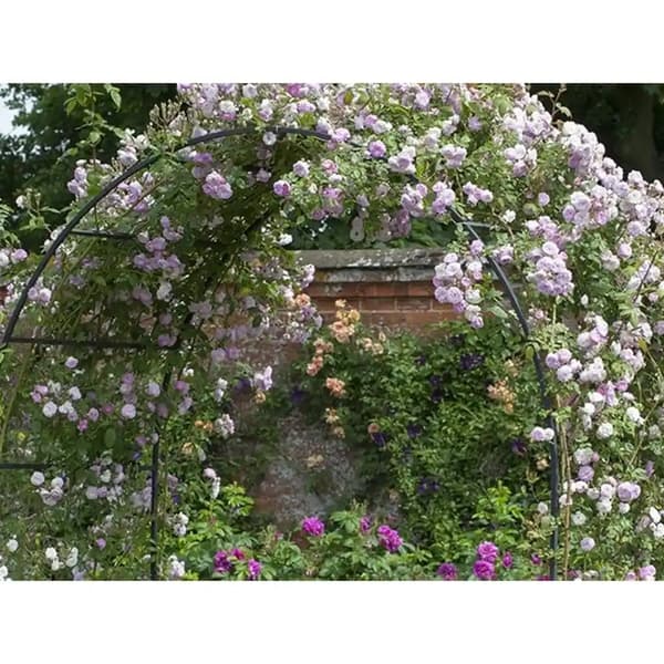Hagebue i metall for klatreplanter – pergola for roser og eføy 235 cm