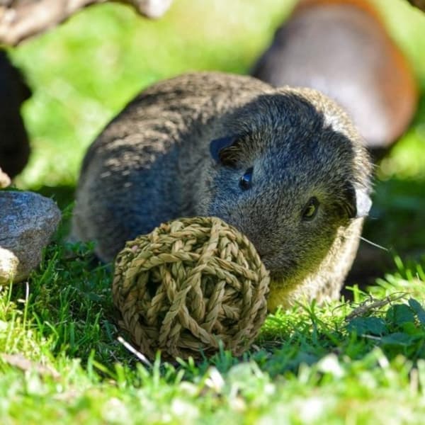 Græsbold til kæledyr, kanin, marsvin, chinchilla, hamster, tilbehør, bideringe
