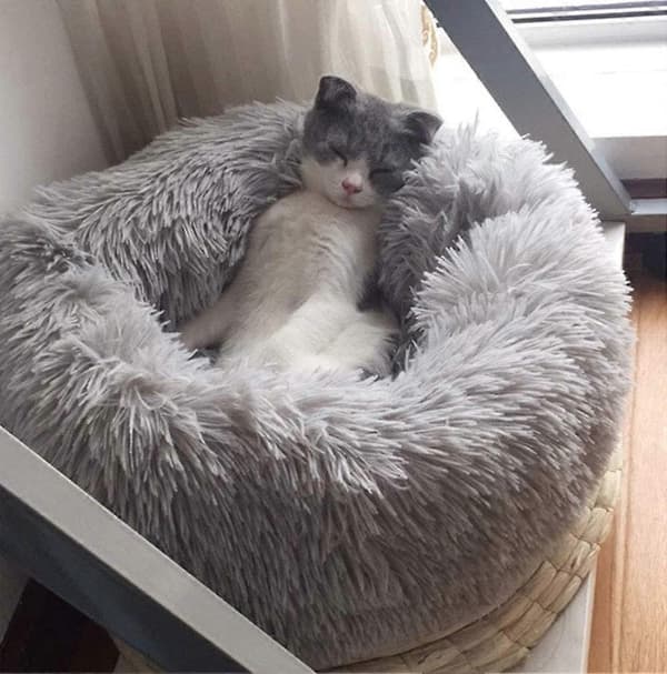 Mini Mellemstore Hund Kat Seng Selvopvarmende Efterår Vinter Indendørs Lursøvn Hyggelig Kattekennel (S(19.7Dx7.9 H, Lysegrå)