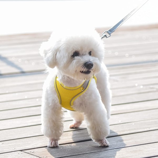 Promenad hundsele och koppel set - sommar hundväst, super b
