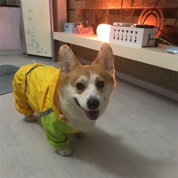 Beskyttende regnfrakker til hunde