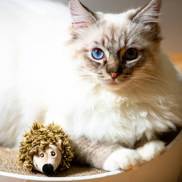 Interaktiva katt leksaker djur ljud interaktiva pipande katt