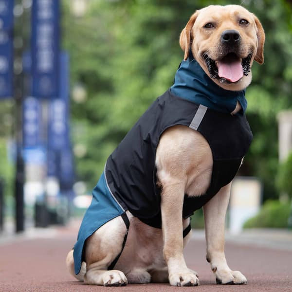 Vattentät hundjacka med hög krage och reflexer för utomhusbruk