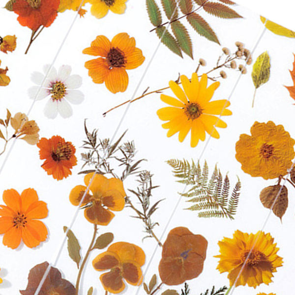 5 ark med blommor PET innovativ utsökt halvtransparent bokmärke set för skrotböcker anteckningsböcker böcker
