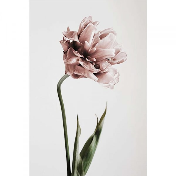 Tulip Wall Art Lærredstrykplakat, Enkelt Mode Kunsttegning Dekoration til Hjemmet Li