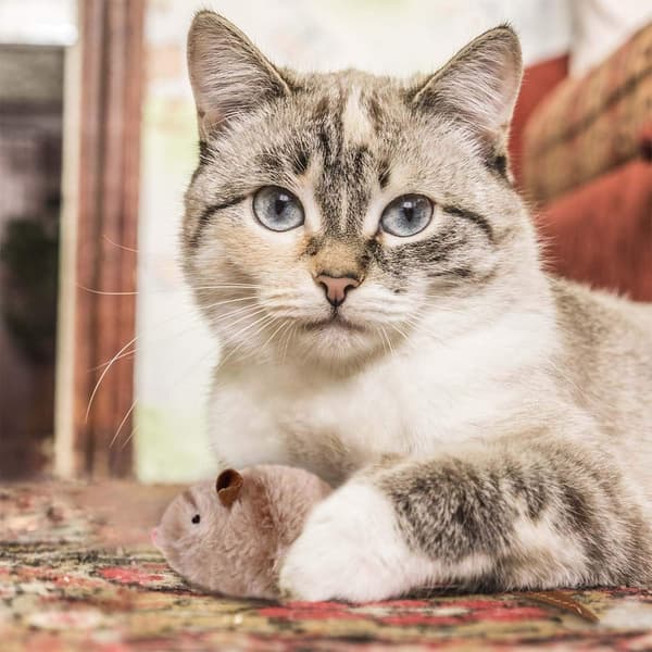 Interaktive kattleker med dyrelyd, interaktiv pipende katt