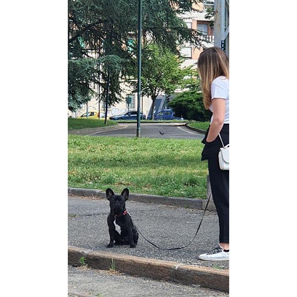 Lång hundkoppel för lydnadsträning - ca 4 meter