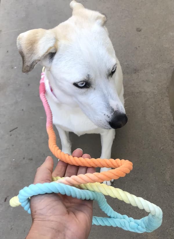 Tie-dye handgjord hundkoppel med vridbart snäppspänne, vacker