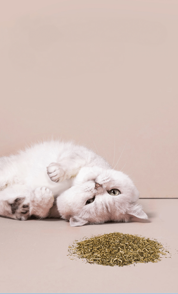 Sticks Kattleksak - 3PCS Kat Catnip Leksaker Interaktiv Kattunge Tee